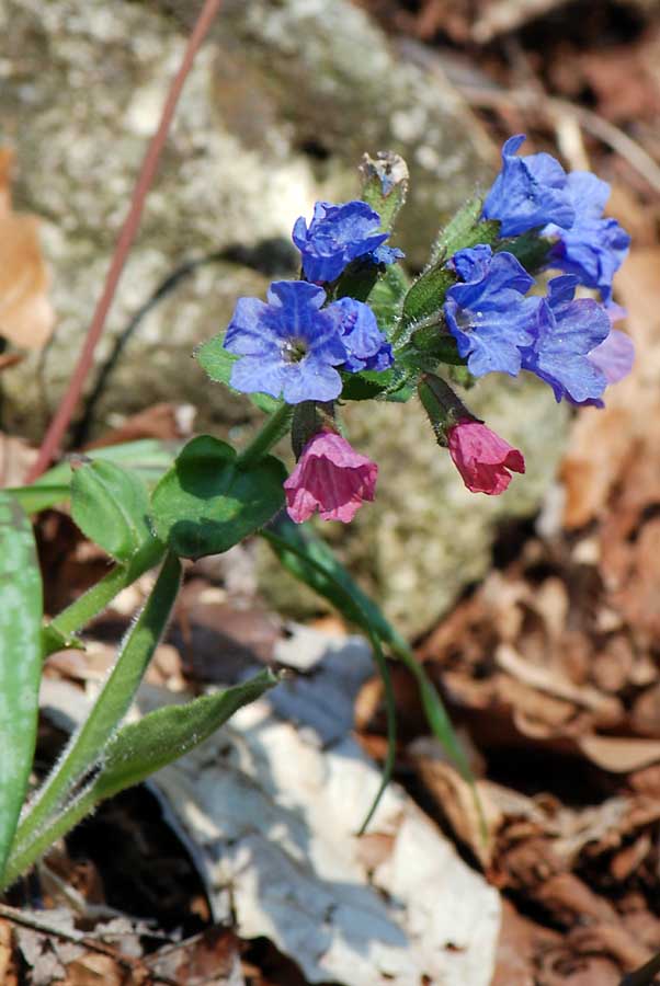 Pulmonaria sp.